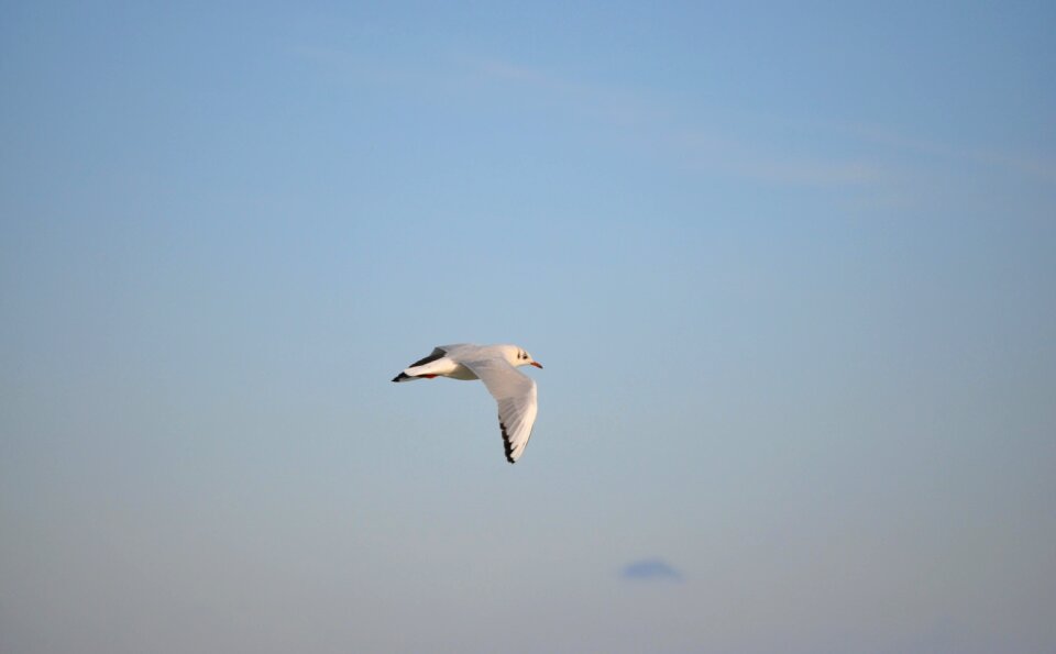 Sea animal flight