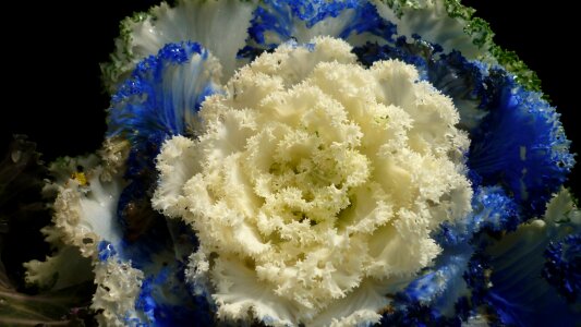 White outdoor blue