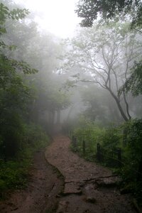 Enchanted forest path photo