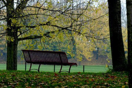 Yellow leaf bench photo