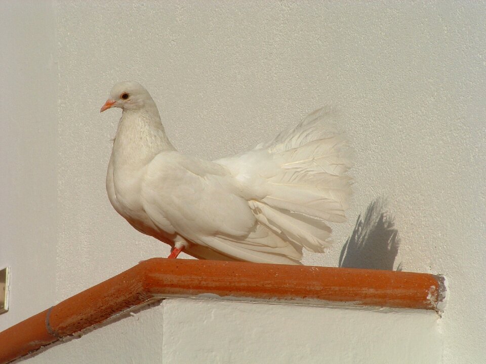 Colombo white bird