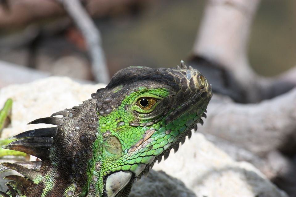 Iguana reptile zoo