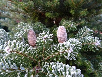 Winter frost nature