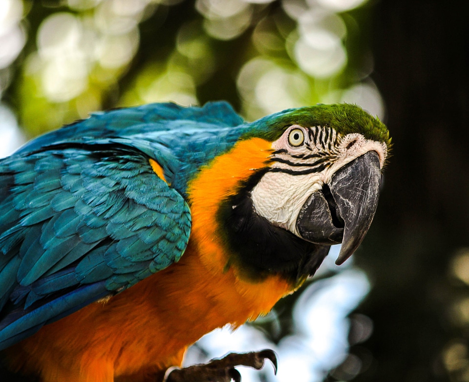 Tropical bird parrot pet photo