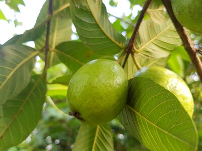 Green apple
