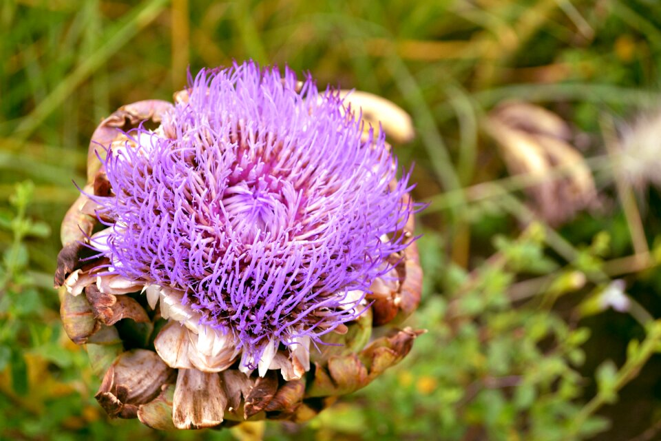 Plant autumn thistle