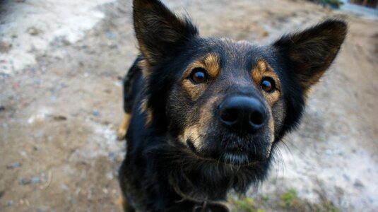 Man's best friend animals view