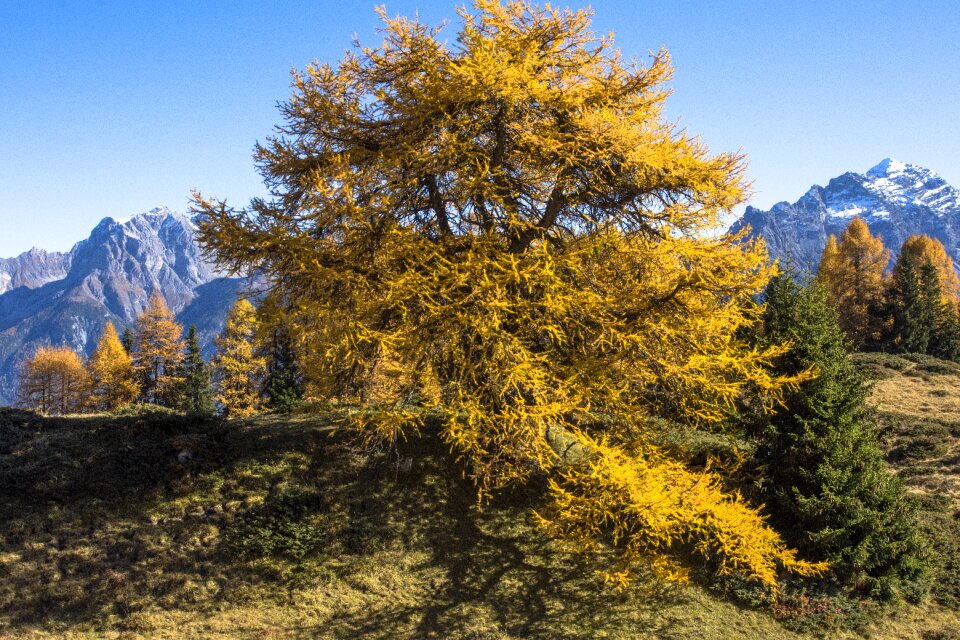 Cute mountains autumn