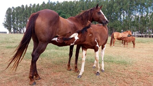 Colt mare quarter mile