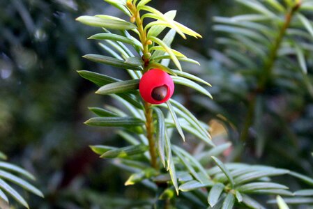 Coniferous red sprig
