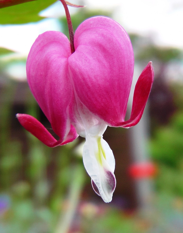 Heart ornamental plant pink
