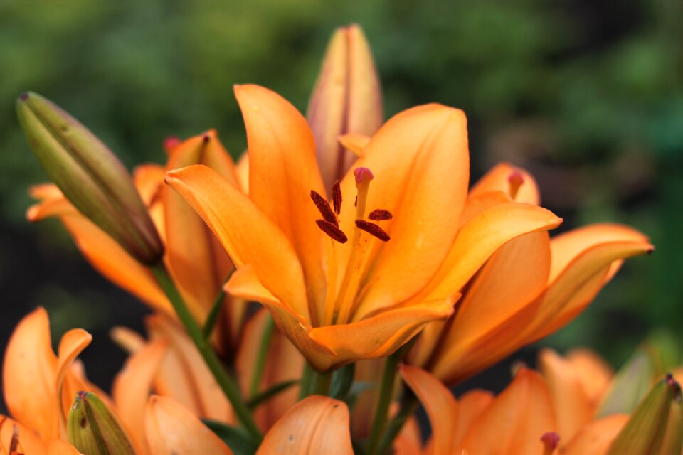 Orange blossom bloom photo