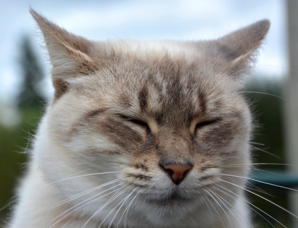 Face eyes close domestic animal