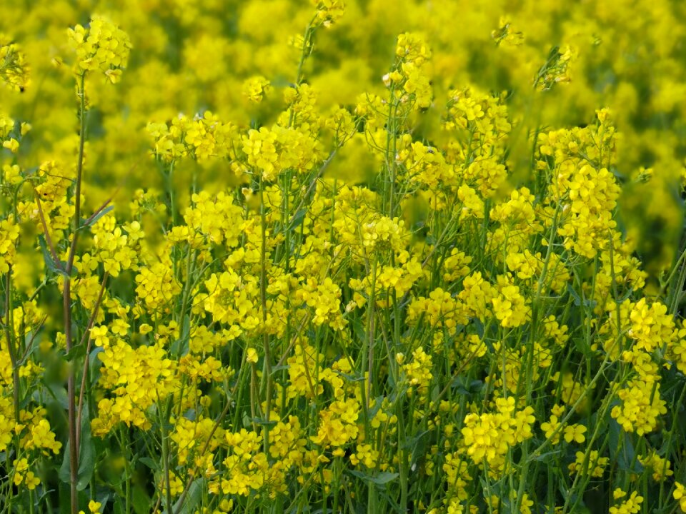 Spring plants nature