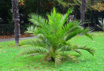 Garden beautiful tree nature