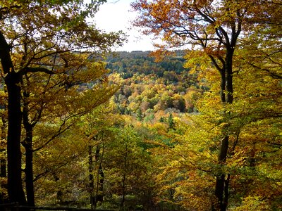 Autumn colorful leaves fall color photo