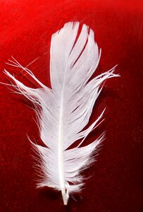 Feather white red