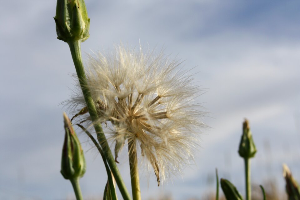 Plants wild flower spring