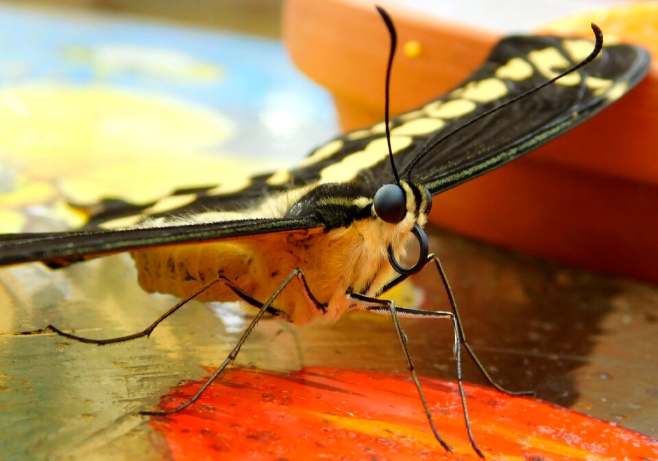 Nature butterfly park color