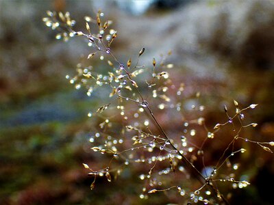 Hay water droplets autumn