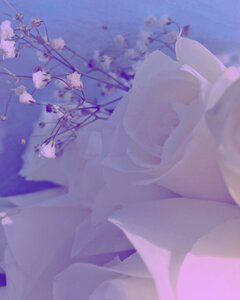White decoration blossom