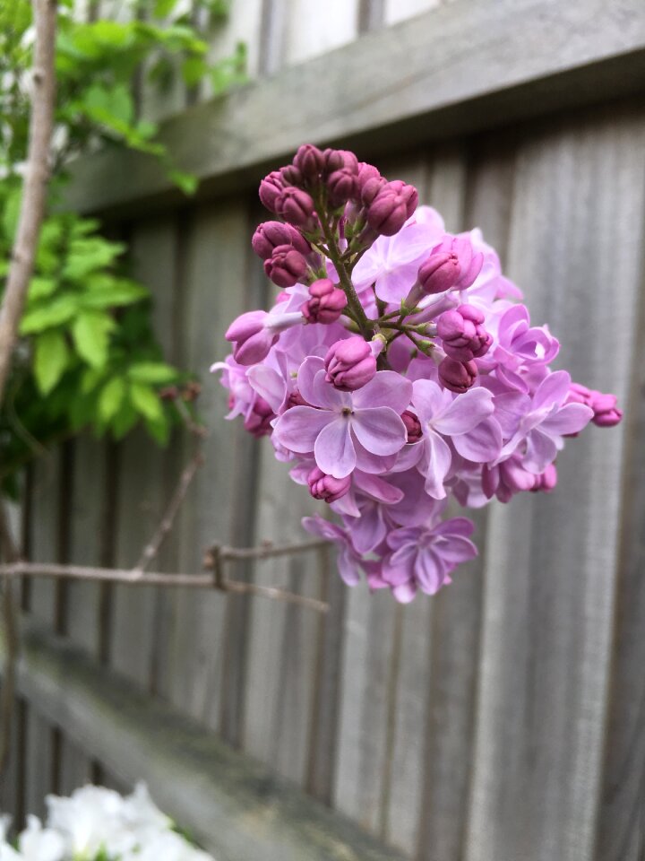 Beautiful nature blooming