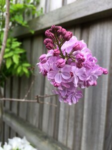 Beautiful nature blooming