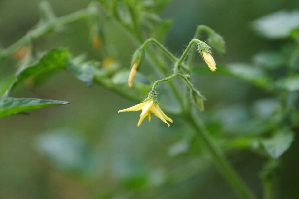 Flower plant yellow flower