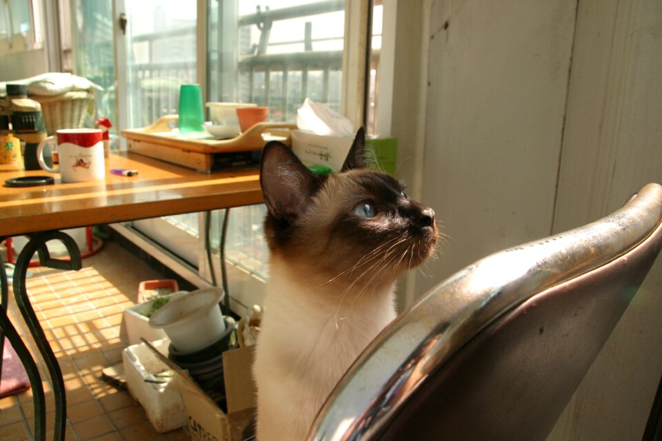 Out of curiosity siamese pet