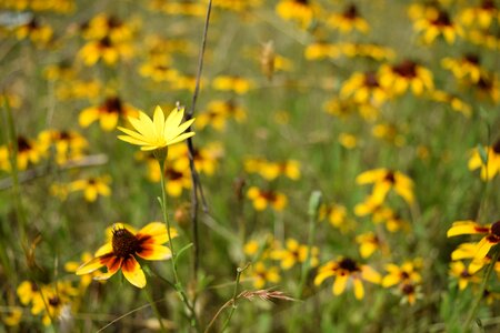 Spring meadow wild