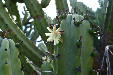 Flowering spring plants photo