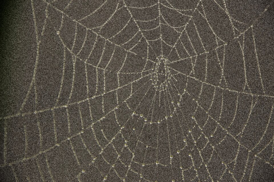 Web cobwebs wet