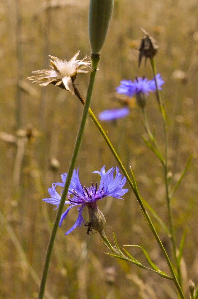 Plant nature agriculture