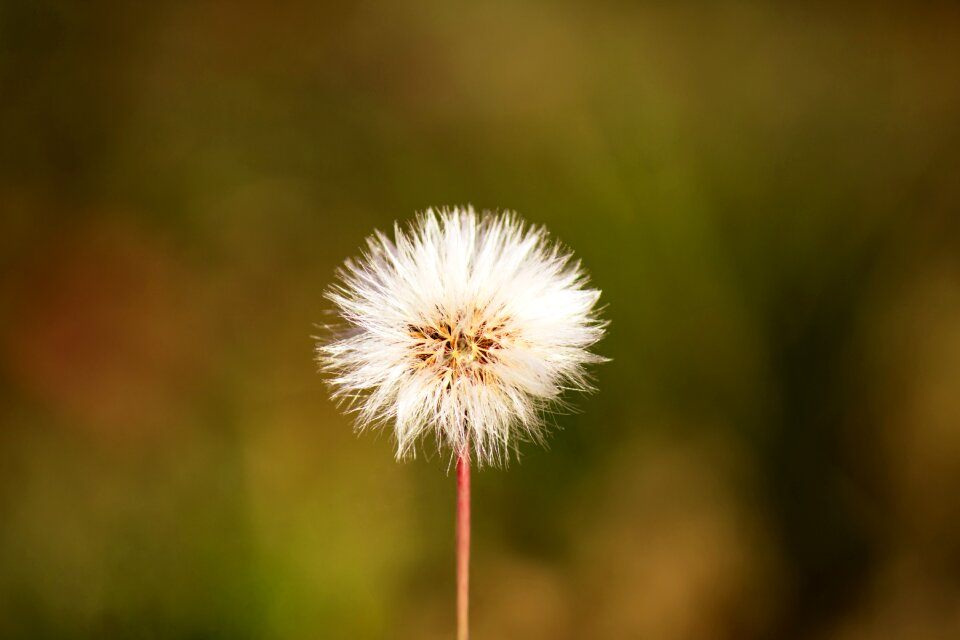 Nature flower wild flower flora