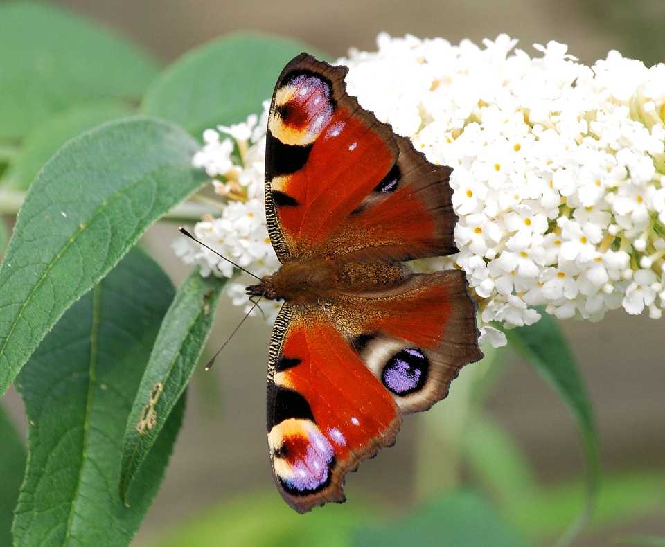 Buddlehia macro nature