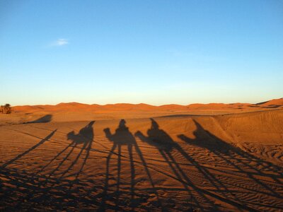 Sand camel travel