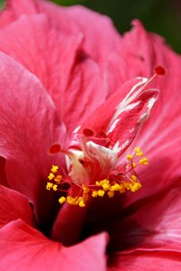 Bloom mallow red photo