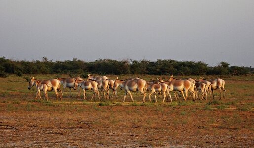 Khur indian onager wildlife