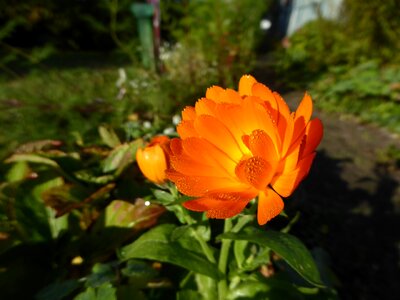 Bloom orange flowers orange flower