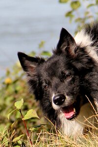 Dog border collie british sheepdog