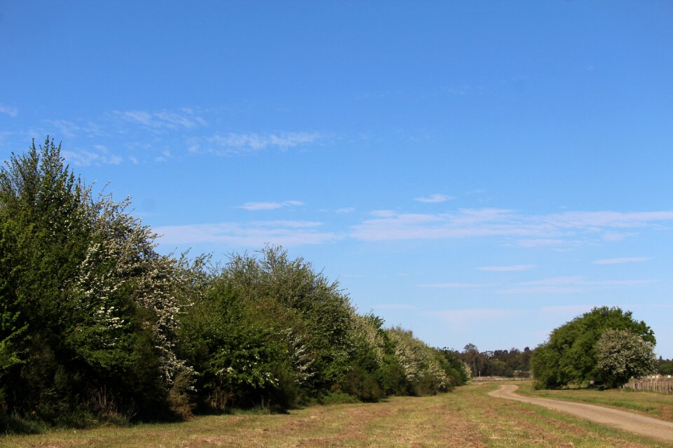 Path trees avenue photo