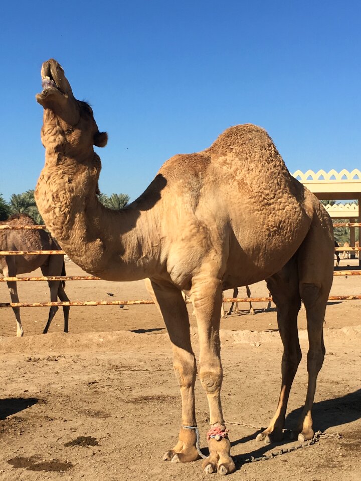 Camel bahrain desert