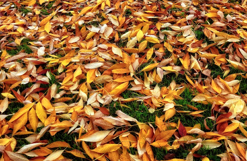 Autumn colours leaves on the grass yellow