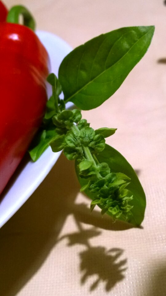 Fresh nutrition garden