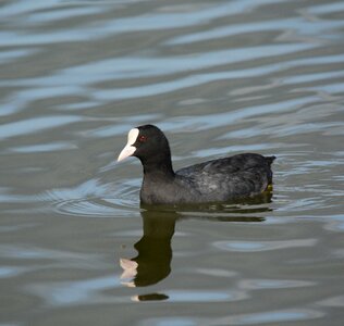 Water bird