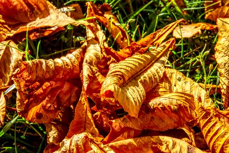 Colorful red fall color photo