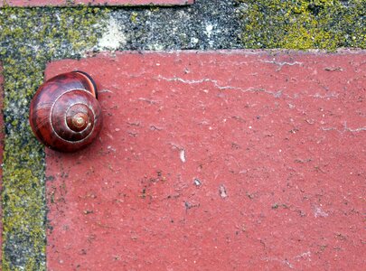 Red brown fugue wall stone photo