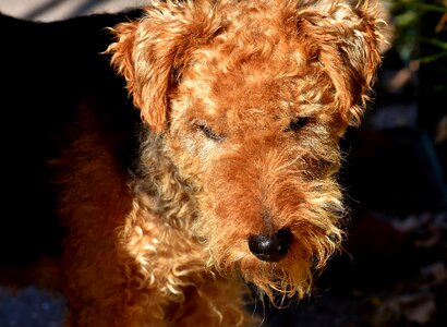 Animal pet animal portrait