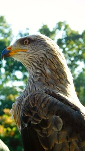 Nature eye feathers