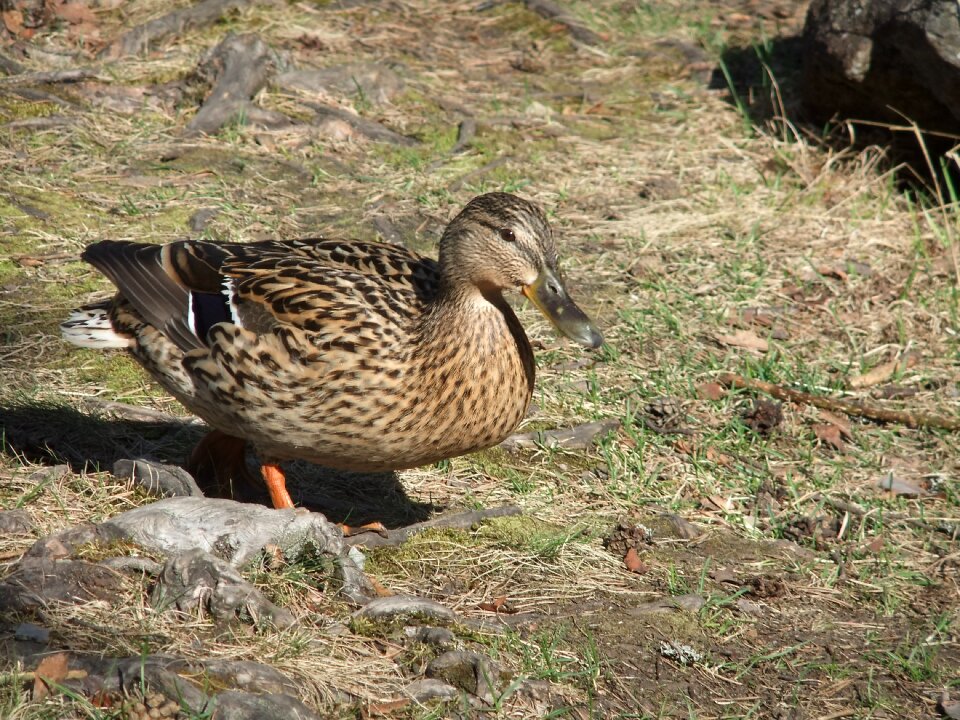 Duck earth grass